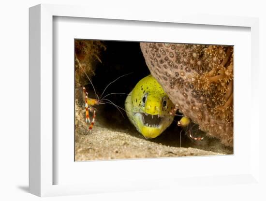 Fimbriated moray peering out from crevice, Philippines-David Fleetham-Framed Photographic Print