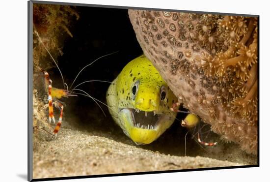 Fimbriated moray peering out from crevice, Philippines-David Fleetham-Mounted Photographic Print