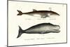 Fin Whale, 1824-Karl Joseph Brodtmann-Mounted Giclee Print