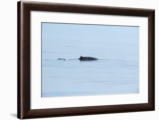 Fin Whale, Svalbard, Spitzbergen, Norway-Raimund Linke-Framed Photographic Print