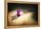 Final Touch-Philippe Sainte-Laudy-Framed Premier Image Canvas