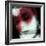 Finale-Gideon Ansell-Framed Photographic Print