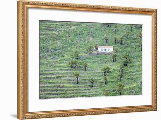 Finca, Palm Grove, Near Alajero, La Gomera, Canary Islands, Spain, Europe-Markus Lange-Framed Photographic Print