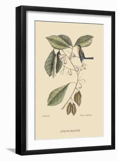 Finch Creeper-Mark Catesby-Framed Art Print