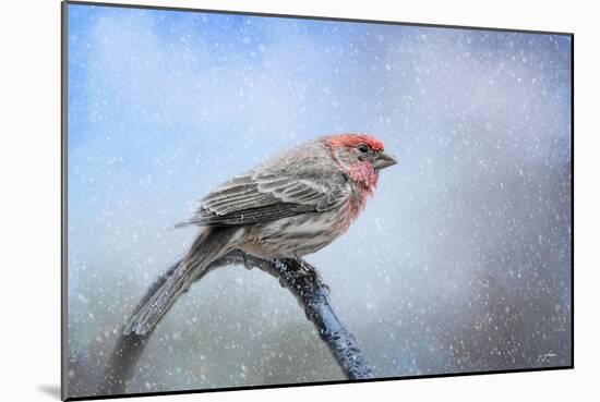 Finch in the Snow-Jai Johnson-Mounted Giclee Print