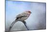 Finch in the Snow-Jai Johnson-Mounted Giclee Print