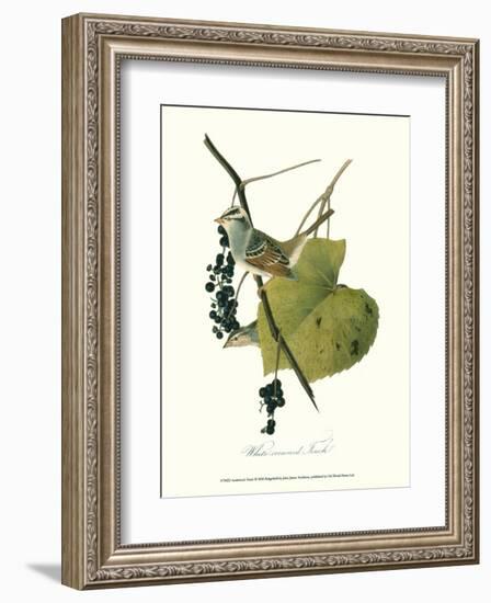 Finch-John James Audubon-Framed Art Print