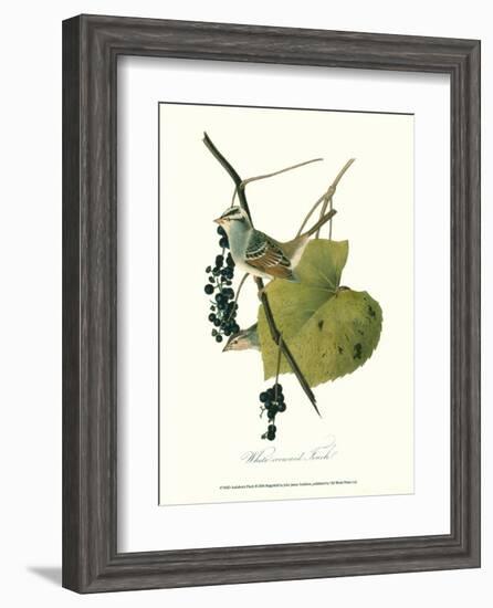 Finch-John James Audubon-Framed Art Print