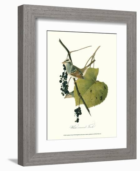 Finch-John James Audubon-Framed Art Print