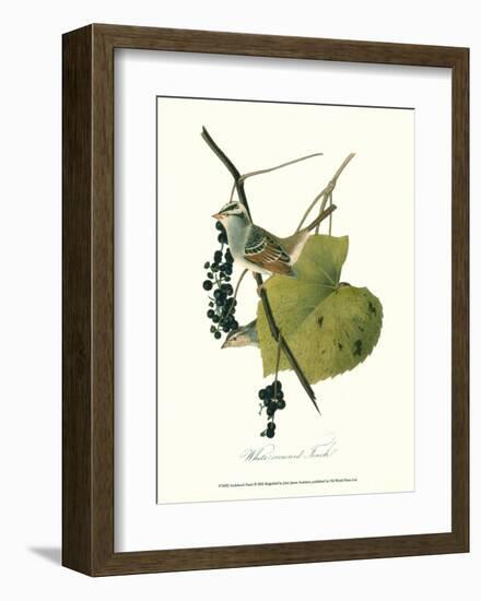 Finch-John James Audubon-Framed Art Print