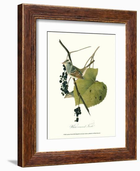 Finch-John James Audubon-Framed Art Print