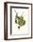 Finch-John James Audubon-Framed Art Print