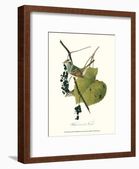 Finch-John James Audubon-Framed Art Print