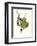 Finch-John James Audubon-Framed Art Print