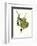 Finch-John James Audubon-Framed Art Print