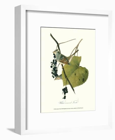 Finch-John James Audubon-Framed Art Print