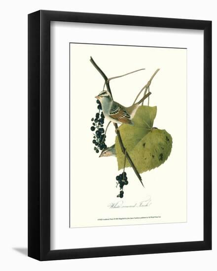 Finch-John James Audubon-Framed Art Print