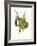 Finch-John James Audubon-Framed Art Print