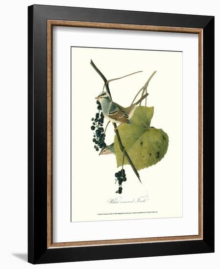 Finch-John James Audubon-Framed Art Print