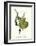 Finch-John James Audubon-Framed Art Print