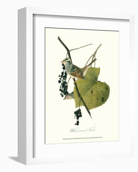 Finch-John James Audubon-Framed Art Print