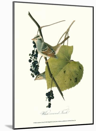 Finch-John James Audubon-Mounted Art Print