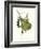 Finch-John James Audubon-Framed Art Print