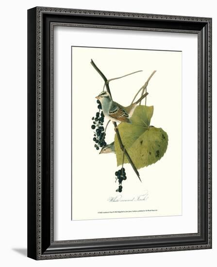 Finch-John James Audubon-Framed Art Print