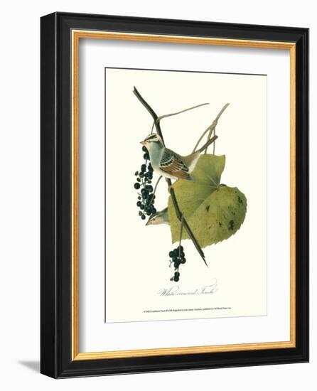 Finch-John James Audubon-Framed Art Print