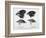 Finches from the Galapagos Islands Observed by Darwin-R.t. Pritchett-Framed Photographic Print