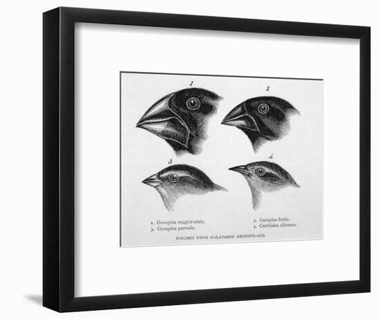 Finches from the Galapagos Islands Observed by Darwin-R.t. Pritchett-Framed Photographic Print