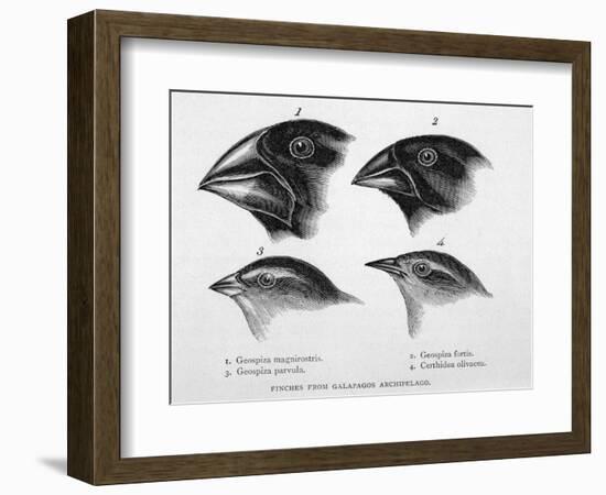 Finches from the Galapagos Islands Observed by Darwin-R.t. Pritchett-Framed Photographic Print