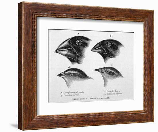 Finches from the Galapagos Islands Observed by Darwin-R.t. Pritchett-Framed Photographic Print