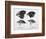 Finches from the Galapagos Islands Observed by Darwin-R.t. Pritchett-Framed Photographic Print