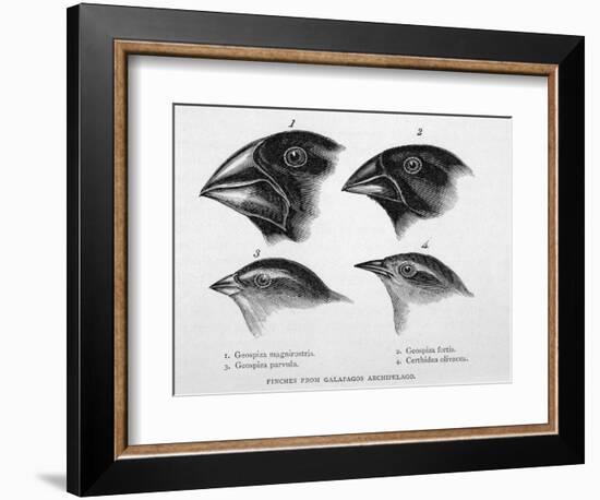 Finches from the Galapagos Islands Observed by Darwin-R.t. Pritchett-Framed Photographic Print