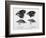 Finches from the Galapagos Islands Observed by Darwin-R.t. Pritchett-Framed Photographic Print