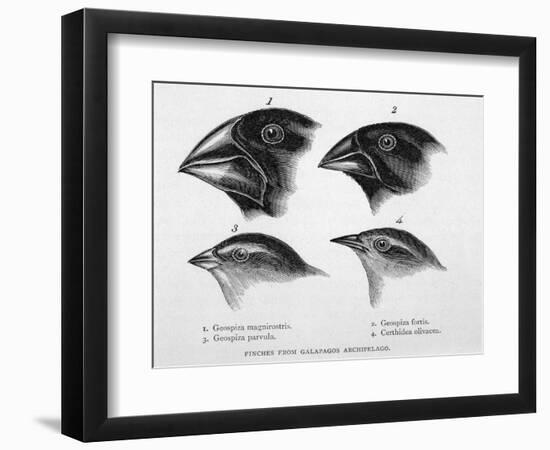 Finches from the Galapagos Islands Observed by Darwin-R.t. Pritchett-Framed Photographic Print