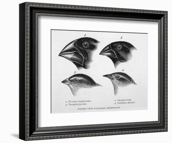 Finches from the Galapagos Islands Observed by Darwin-R.t. Pritchett-Framed Photographic Print