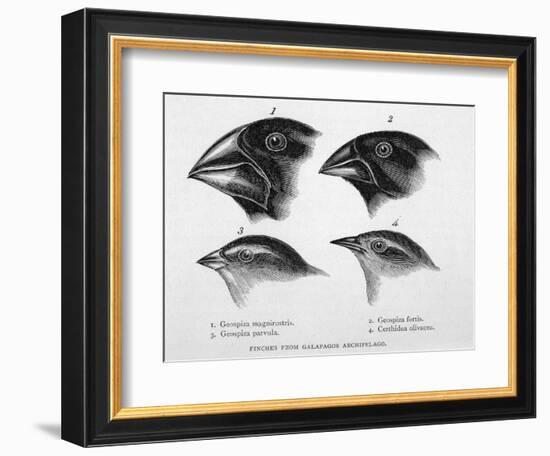 Finches from the Galapagos Islands Observed by Darwin-R.t. Pritchett-Framed Photographic Print