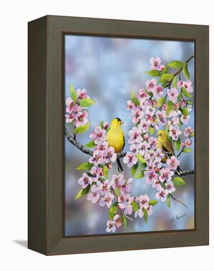 Finches in Cherry Tree-Sarah Davis-Framed Premier Image Canvas