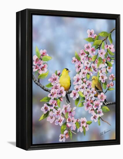 Finches in Cherry Tree-Sarah Davis-Framed Premier Image Canvas