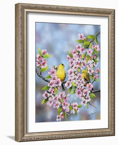 Finches in Cherry Tree-Sarah Davis-Framed Giclee Print