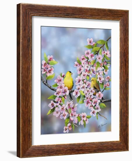 Finches in Cherry Tree-Sarah Davis-Framed Giclee Print