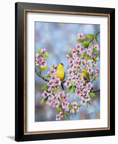 Finches in Cherry Tree-Sarah Davis-Framed Giclee Print