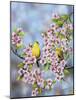 Finches in Cherry Tree-Sarah Davis-Mounted Giclee Print