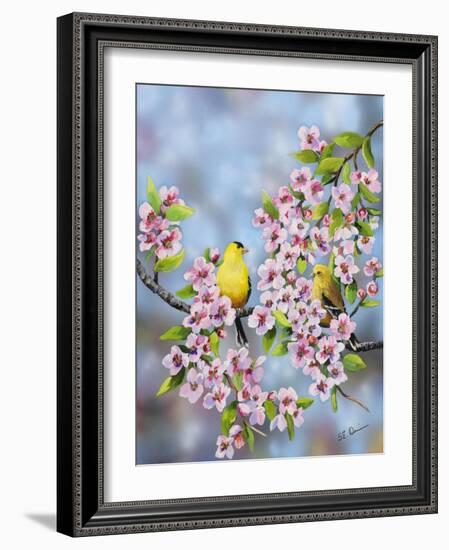 Finches in Cherry Tree-Sarah Davis-Framed Giclee Print