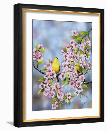 Finches in Cherry Tree-Sarah Davis-Framed Giclee Print