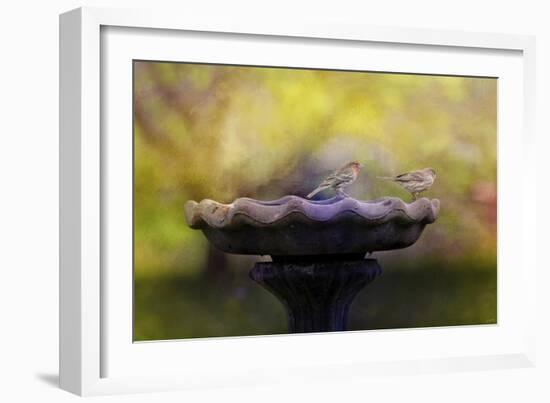 Finches on the Bird Bath-Jai Johnson-Framed Giclee Print