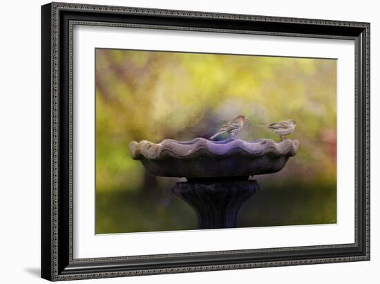 Finches on the Bird Bath-Jai Johnson-Framed Giclee Print