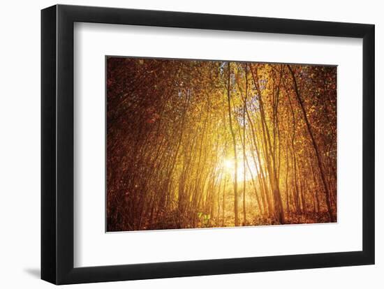 Finding Fall-Bob Larson-Framed Art Print